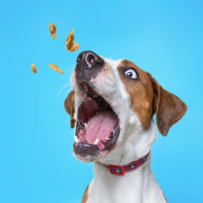 Alimentação para Cães Alimentação para Cães